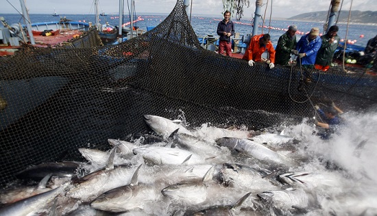 A Cádiz en busca del atún de almadraba
